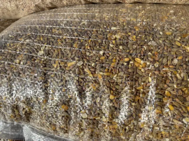 PIGEON CHICKEN FOOD FEED SEED | Livestock | City of Toronto | Free ...