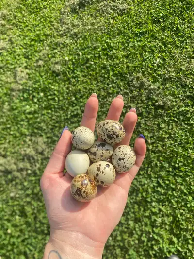 Coturnix Quail Hatching Eggs , View more