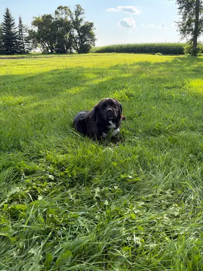 Saint Bernard / Labrador mix, View more