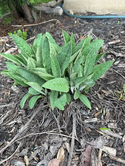 Free plants and bulbs , View more
