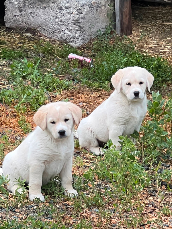 Two male Lab cross puppys Dogs & Puppies for Rehoming Kamloops Kijiji