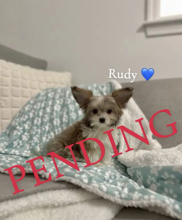 ❤️ Tiny Teddy Bears ❤️ in Dogs & Puppies for Rehoming in Edmonton - Image 11