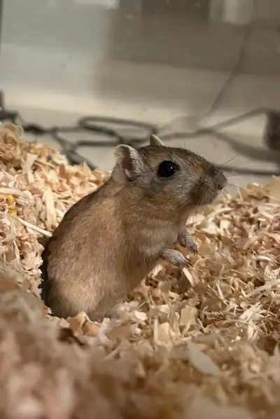 Gerbils(2)-rehoming bonded pair- 6m old- tank & acc inc, View more