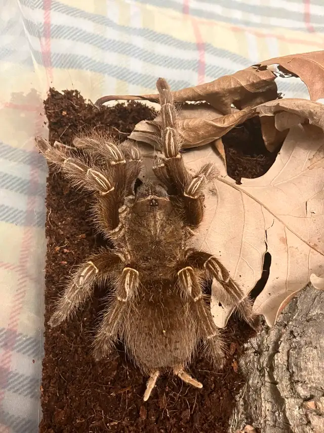 Costa rican zebra tarantula in Reptiles & Amphibians for Rehoming in City of Toronto - Image 4