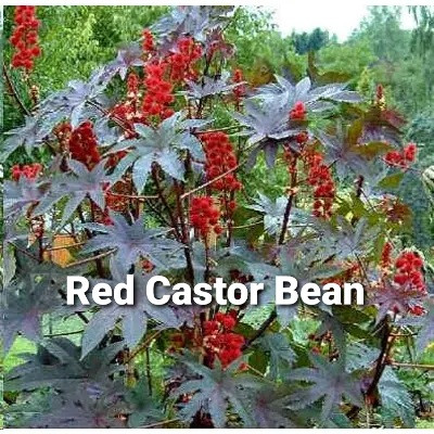 Red Castor Bean Seeds in Plants, Fertilizer & Soil in London - Image 4