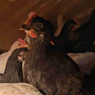6 weeks old roosters, View more