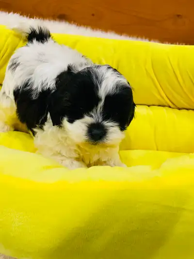 Contact to Vivianna 705-995-0358 Mini shih poo boy is available for adoption. He has beautiful white...