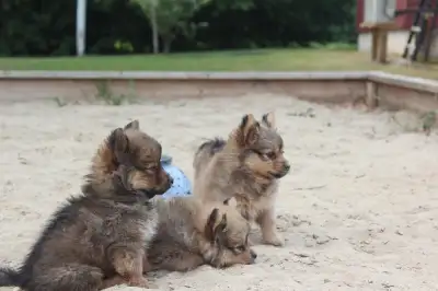 Adorable Pomeranian puppies, View more