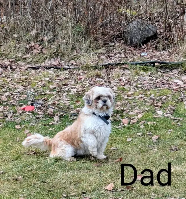 ❤️ Beautiful Shih Tzu Puppies ❤️ Ready to go today! in Dogs & Puppies for Rehoming in Winnipeg - Image 10