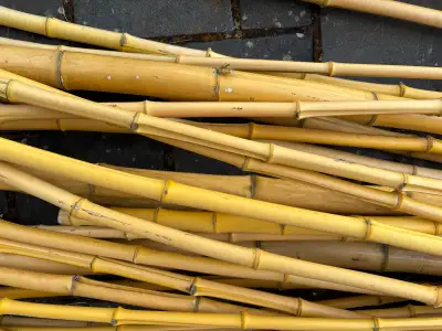 Beautiful yellow bamboo poles ranging from approx. 9 to 13 feet in length. Freshly cut and trimmed....