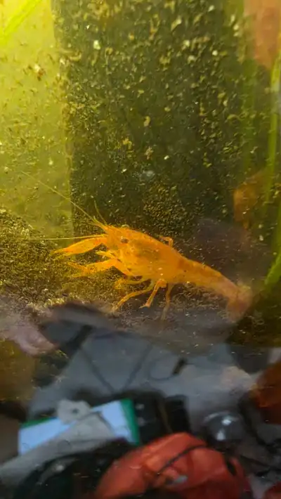 Two orange Mexican Dwarf Crayfish