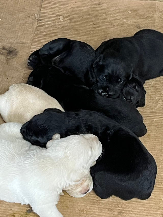 Labrador Retrievers puppies for sale | Dogs & Puppies for Rehoming | St ...