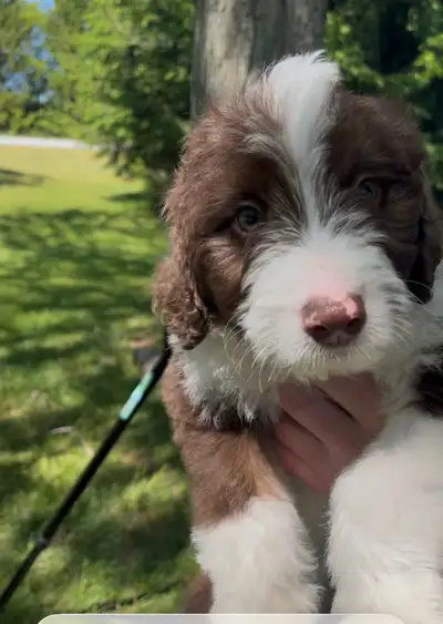 Aussiedoodles, View more