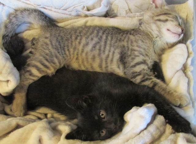 Lovely kittens in Cats & Kittens for Rehoming in Peterborough - Image 3