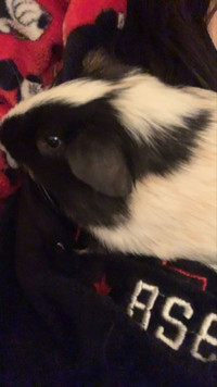 6 month old male Guinea pig free to good home