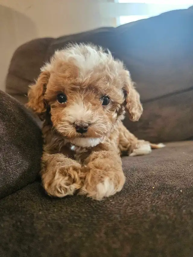Teddy Bear Toy Poodle in Dogs & Puppies for Rehoming in Sudbury - Image 4
