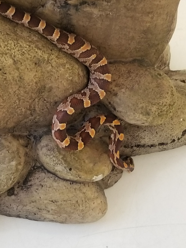 Baby Classic Corn Snakes in Reptiles & Amphibians for Rehoming in Oshawa / Durham Region