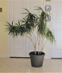 Large Healthy Real Marginata Dragon Tree House Plant.