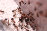 Ant Queens and colonies || Many species Mississauga / Peel Region Toronto (GTA) Preview