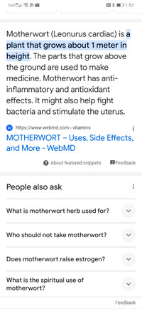 Motherwort plants for free