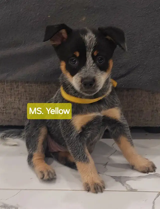 FULL breed australian cattle puppies (blue&red heeler) for sale in Dogs & Puppies for Rehoming in Mississauga / Peel Region - Image 3