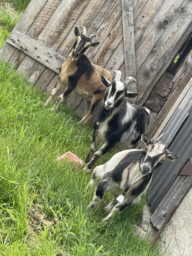 Chèvre miniature Nigérienne dans Chevaux et poneys à adopter  à Ville de Québec