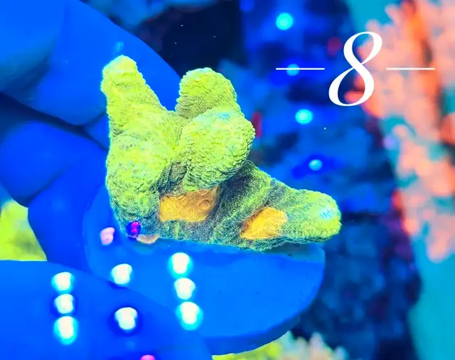 space invader pectinia coral in Other in Mississauga / Peel Region - Image 9