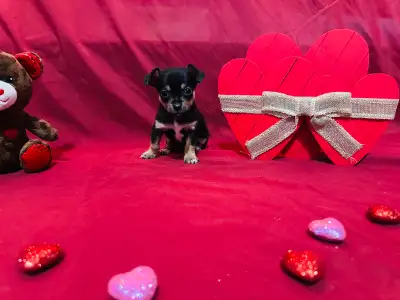 Chihuahua Puppies, View more