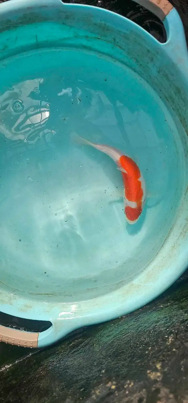 Japanese koi in Fish for Rehoming in Calgary - Image 11