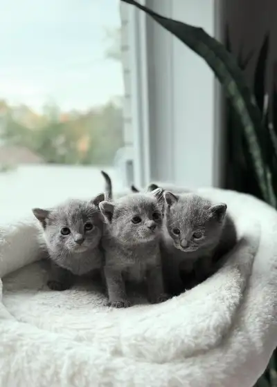 Russian Blue Kittens (Hypoallergenic), View more