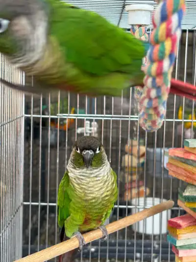 2 conures joue verte FRÈRE, View more