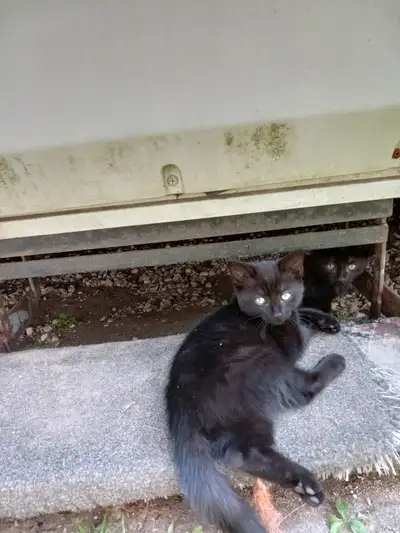 Kittens for rehoming, View more