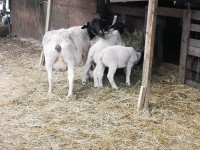 1 female lambs Dorper purebred unregistered 