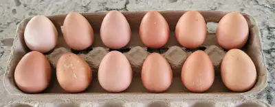Guinea hen eggs , View more