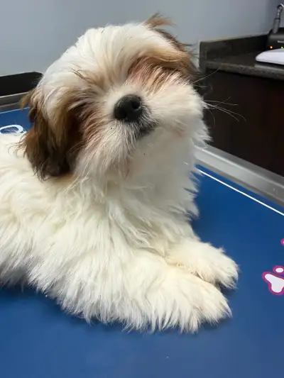 ❤️ Chester ❤️ 14 week old Purebred Shih Tzu puppy, View more