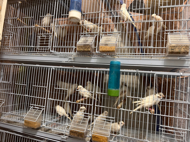 White canaries for sale in Birds for Rehoming in City of Toronto