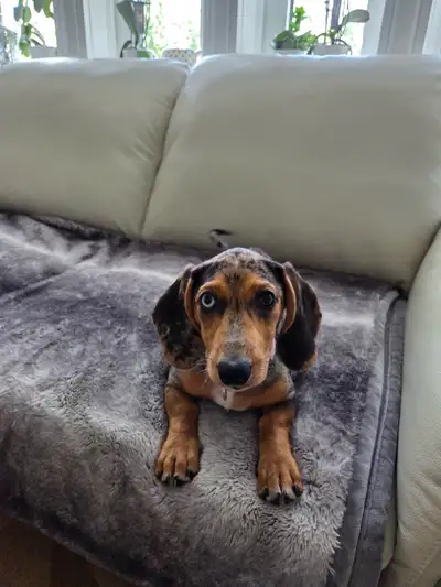 Miniature Dachshunds - Price in Description, View more