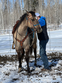Horse Training / Trainer 