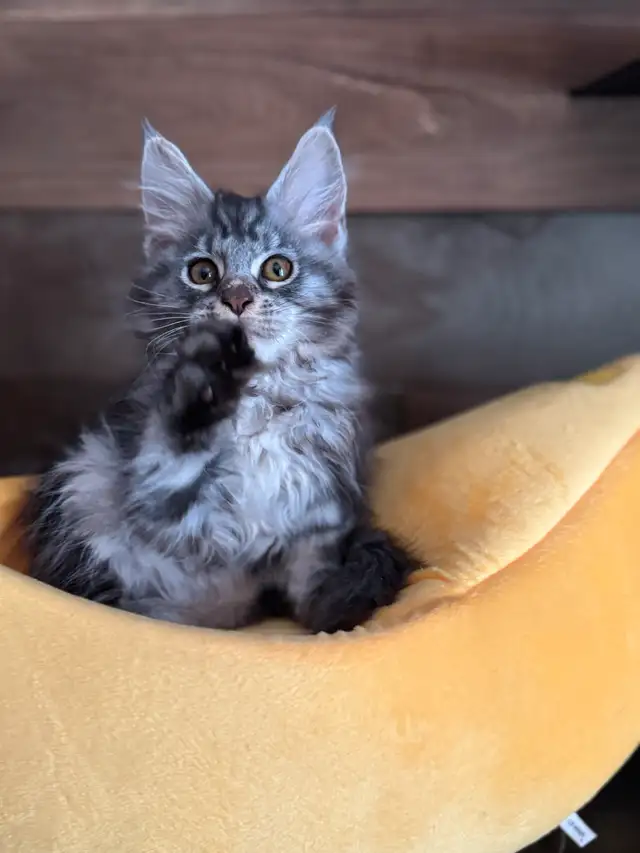 Chaton Maine Coon pure race