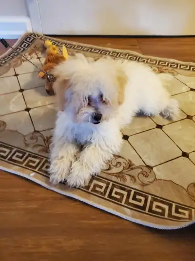 Bitchon puppy 5month old female looking her new home. Comes with vaccination card She already have 2...
