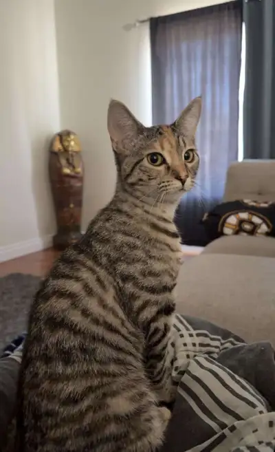 9 month old kitten, View more