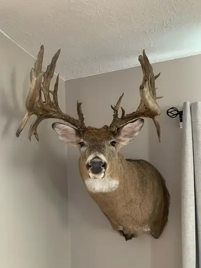 Shed antlers on mount Scorers 226 Big 6by6 . Dark. Wide . Heavy . Drops . Stickers. Real beauty . 50...