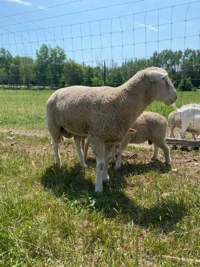 Proven Breeder Ram, View more