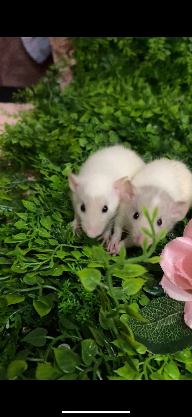 High white dumbos in Small Animals for Rehoming in Oshawa / Durham Region
