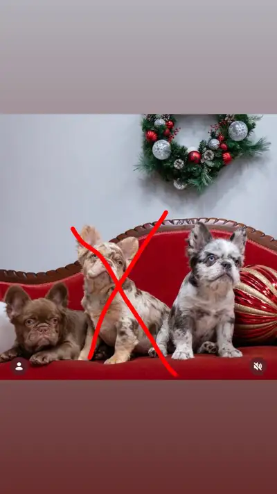 Ultra Rare Fluffy French Bulldogs, View more