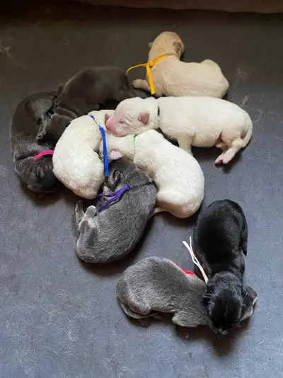 German Shepherd Puppies, View more