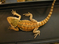 FANCY BABY BEARDED DRAGONS ON SPECIAL                L $175.00