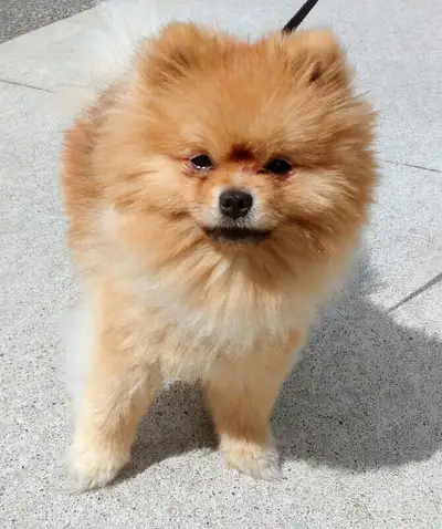 Amazing dog walks in the sunshine .... Fun times .... Happy dogs .... Enjoy the outside!! DOG WALKIN...