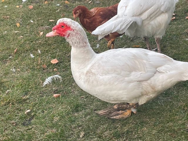 Young Muscovy ducks in Livestock in Calgary