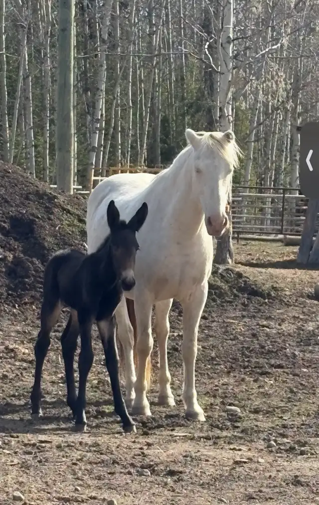 white mare